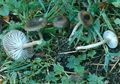 Hygrophorus recurvatus